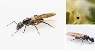 Flying Ant's day in the uk 2024