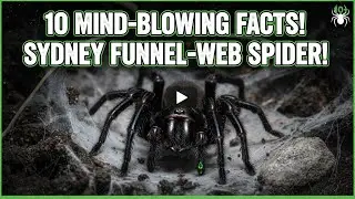 10 потрясающих фактов о сиднейском воронковом пауке🕷️🔥