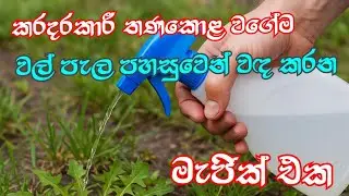 කරදරකාරී තණකොළ වගේම වල් පැල පහසුවෙන් වඳ කරන මැජික් එක​#homeandgarden#termitespray#lifewithme