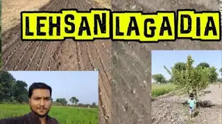 Lahsun Laga Di kheit Main || @Touqeer Ahmed 