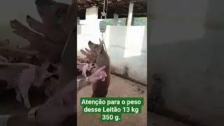 futuro REPRODUTOR DUROC com PIETRAIN 21,350 g.. #suinocultura #cria&ccedil;&atilde;o #porco