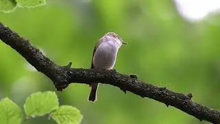 Hybrid Wood Warbler x Western Bonelli's Warbler?/Hybride Fluiter x Bergfluiter?