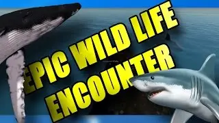 Stranded Deep : Humpback Whale , Great White and Marlin Encounter