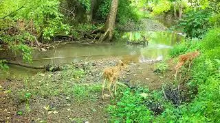 Beautiful wildlife trail camera video from the Browning Elite HP5 Spec OPS.