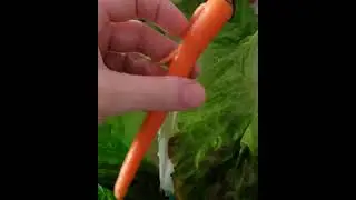 A carrot from Imperfect Foods, yum! #shorts free stuff in the description because why not?