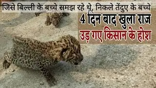 जिसे बिल्ली का बच्चा समझा। वो निकला तेंदुए। #shorts #hemantvlogs #hemantvlogs #tenduaa #तेंदुआ