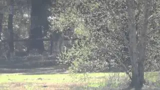Leslie Grant Law & What Law at Ocala Horse Trials February 2014