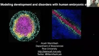 Modeling development and disorders with human embryo