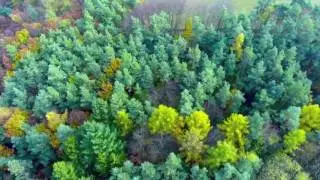 Rhein-Lahn von oben (2): Herbstwald bei Bremberg