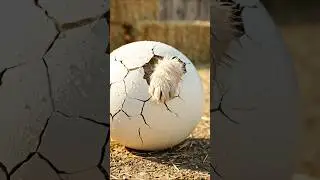 타조 알 깨지는데...??😱🥚🐕 OMG! What Came Out?! | 鸵鸟蛋里出来的是...?! | अंडे से निकला...?! | Del huevo sali&oacute;...?!