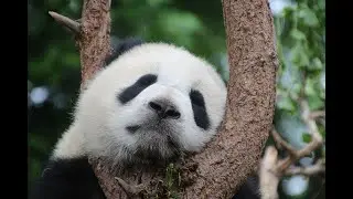 compila&ccedil;&atilde;o urso panda muito divertido 2