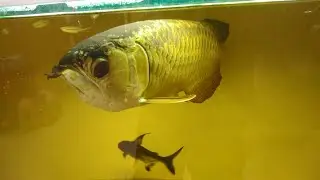 The Giant Golden Crossback Arowana Fish in ⚡ Freshwater Tank
