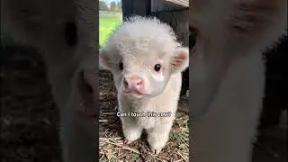 Have you ever touched this type of cow!#science #popular #usa #cow