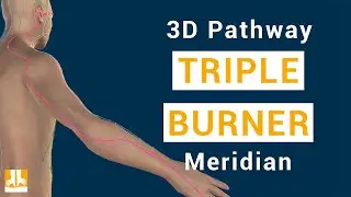 Triple Burner Meridian - 3D pathway from point to point