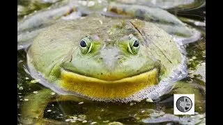Saison des amours du ouaouaron/Breeding season of the Bullfrog