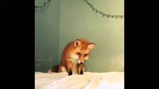 Melee Fox Wave Shine Training