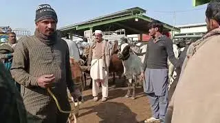 Bhutta sahib Multan cattle market very crowded# viral video