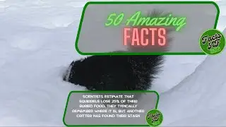 50 Random Facts - Fact AF2