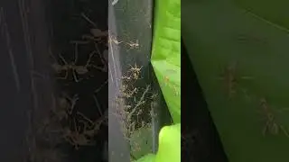 Ang Hantik&rdquo; (Philippine Fire Ants) WEAVER ANTS or GREEN ANTS