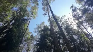 Forest Dwelling Project: Purchasing land (Month 1)