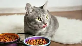 Answered Your Most Burning Questions about Cat Life Span