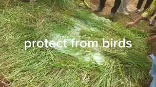 nursery preparation for rice #agriculture dry bed method