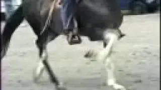 Leyendas del Caballo Costarricense de Paso