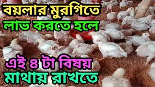 বয়লার মুরগিতে লাভ করতে হলে এই ৪টা বিষয় মাথায় রাখতে হবে || খামারি || SK Hasan Agro 