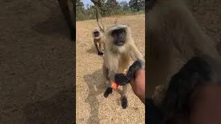 Curious Langur Comes Closer 😲🐒 | Wild Moment in Nature 🌿