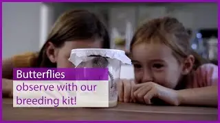 🦋 Butterfly breeding kits for a unique nature experience | Start breeding butterflies now!