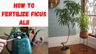 How to fertilize Ficus Alii ?