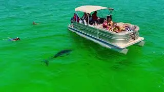 The Bottlenose Dolphins of Destin&rsquo;s Emerald Coast