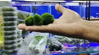 Aquarium plants shipment unboxing | Indonesian Shipment | Aquatic House | Hindi Urdu