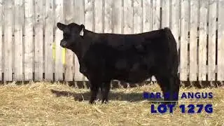 xBAR E L   HEIFER   LOT 127G