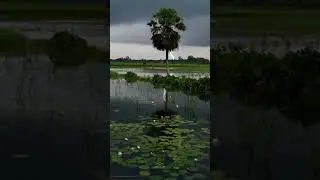 #thenaturalplanet #naturesounds #naturelovers #naturebeauty #naturepeace #ruralindia #rohingyasong