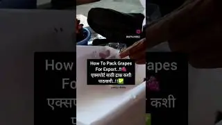 How To Pack Grapes For Export..!!🥰🍇 #agricultural #agroseries #exploring #farming