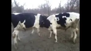 BEL&Ccedil;İKA X HOSTAİN VE HOSTAIN DANA G&Uuml;REŞİ  AFYON