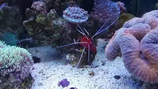 Lysmata debelius