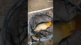 Pescuit la feeder #viral #foryou #trendingshorts #trending #fyptiktok #lectii #lecțiideviață #peste