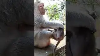 Mom stop milk to poor baby 😂