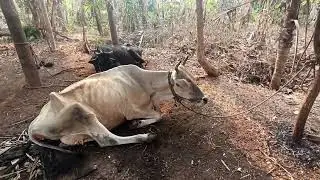 THIDAMBU NRITHAM PUTHUMANA പശുഅഭിമാനം