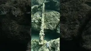 I found the Lost Anchor 🤗#augdailyshorts #scubapro #scubadiving #anchor #gopro11 #mauritius