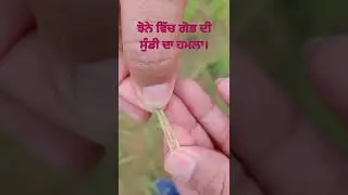 stem borer in Paddy