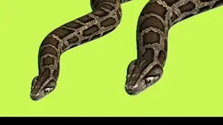 Big Snacks Pair Green Screen, Free No Copyright