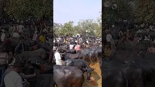 UP 42 अयोध्या की फेमस जुबेर गंज पशु बाजार Ayodhya ki famous juber Ganj pashu bajar #viral #youtube
