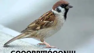 La Canción del Gorrión