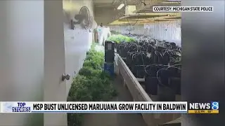 MSP seizes $10M in marijuana in grow operation bust
