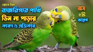 5 Reasons Why Your Budgies Aren't Laying Eggs