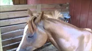 Nova The Arabian And His HDX High Velocity Stall Fan
