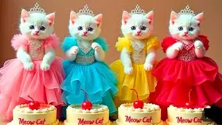 Cosmic Cats Song  - The Singing Cat Catchy Tune #funnycats #dancingcat